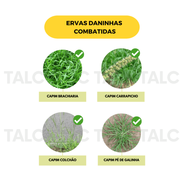 Katana 30ml - Desinfestante para gramados - Image 6